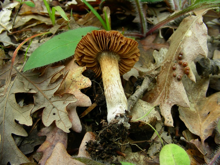 997 Aprile vecchio ritrovamento